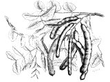 Carob tree (Ceratonia siliqua) - the `husks` of which were fed to swine -cf Lk.15.16